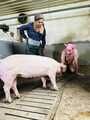 Bilderkollektion zum Film "Füttern meiner Schweinchen"