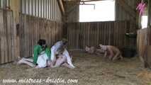 3 pigs in the barn #homeslaughtering roleplay in a real #stable