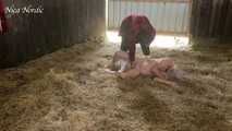 Finally a pig in the sty again ( role play mock slaughter )