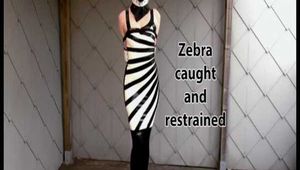 Zebra girl caught and restrained - video