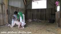 3 pigs in the barn #homeslaughtering roleplay in a real #stable