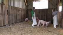 Home slaughtering of the piglet in the barn