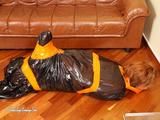 [From archive] Stella - hogtaped in orange duct tape and packed into the trash bag