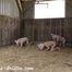 3 pigs in the barn #homeslaughtering roleplay in a real #stable