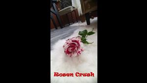Old - New Clip Roses Crushing