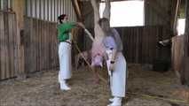 Home slaughtering of the piglet in the barn