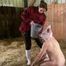 Finally a pig in the sty again ( role play mock slaughter )