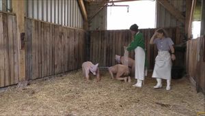 Hausschlachtung des Schweinchens im Stall