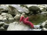 Sophie enjoying the water and weather on a river wearing supersexy red rainwear (Video)