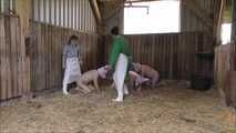 Home slaughtering of the piglet in the barn