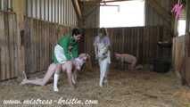 3 pigs in the barn #homeslaughtering roleplay in a real #stable