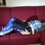 Lucy tied and gagged on a red sofa wearing a supersexy blue shiny nylon pants and a blue rain jacket (Video)
