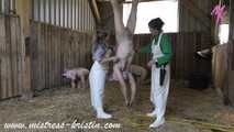 3 pigs in the barn #homeslaughtering roleplay in a real #stable