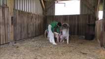 Hausschlachtung des Schweinchens im Stall