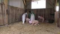 Home slaughtering of the piglet in the barn