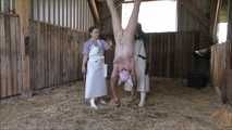 Home slaughtering of the piglet in the barn