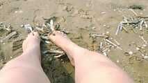 Sand and shells under my feet