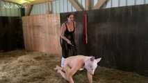 Finally a pig in the sty again ( role play mock slaughter )