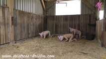 3 pigs in the barn #homeslaughtering roleplay in a real #stable