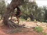 030034 Salma Takes A Stunning Pee In The Shade Of A Tree