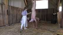 Home slaughtering of the piglet in the barn