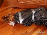 [From archive] Stella - captured, packed in trash bag and hogtaped