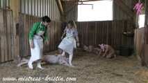 3 pigs in the barn #homeslaughtering roleplay in a real #stable