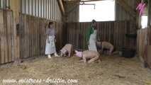 3 pigs in the barn #homeslaughtering roleplay in a real #stable