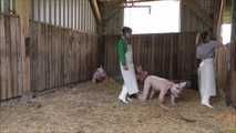 Hausschlachtung des Schweinchens im Stall