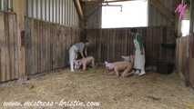 3 Schweine im Stall #Hausschlachtung #Rollenspiel im echten #Stall