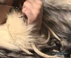 Tied and Fur (VCD)