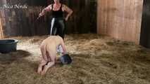 Finally a pig in the sty again ( role play mock slaughter )