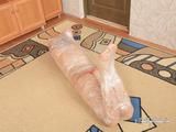 [From archive] Mila - Cling film over head hogtie 2