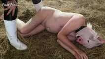 Finally a pig in the sty again ( role play mock slaughter )