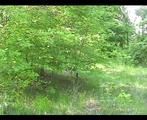 HG-18 Kleo im Wald überfallen