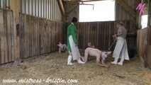 3 pigs in the barn #homeslaughtering roleplay in a real #stable