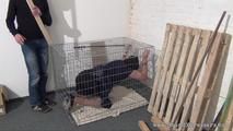 Tranny trapped in a cage, part 1