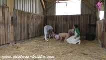 3 pigs in the barn #homeslaughtering roleplay in a real #stable