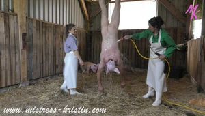 3 pigs in the barn #homeslaughtering roleplay in a real #stable